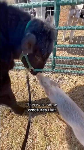 Tiny piglet wins over the entire farm #shorts