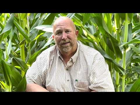 How to manage phantom yield loss