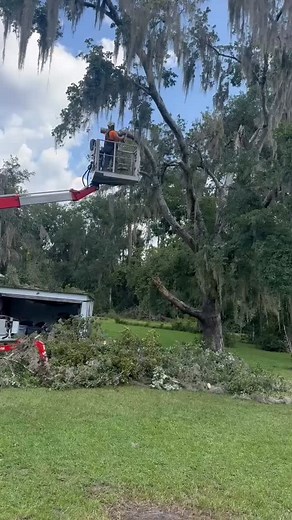 Larry precisely cutting big limbs over a shed to keep from damaging it. #precisiontreecareandremoval #treeservice | Brazzi Smith