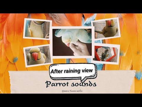 Mitho evening parrot sounds ✨ #mitho #talking parrot