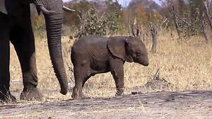 Fears for the future of baby elephant that lost its trunk