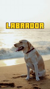 1.1M views · 19K reactions | Labrador Retriever: Ek aisa kutta jo...