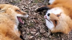 Contagious red fox laughter which will make your day.