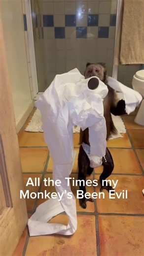 I Have No Words 🙈🙊 #fyp #viral #dexthemonkey | monkey pets