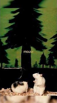 Rat Park: The Chilling Mouse Addiction Experiment