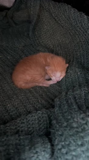 First born is two days old! He is nursing well and beginning to be mobile. Mama cat stays with him around 23 hours a day and nurses and cleans the kittens round the clock. #newbornkitten #kittenslife #gingerkitten #spaynueter #kittensoftiktok