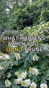 Hydrangea pruning is confusing, but it doesn’t have to be for oakleaf hydrangeas — nature basically prunes them for you 🙃#hydrangeapruning #southerngarden #zone8a #gardening #gardenlife #atlanta #georgiagardener #gardentips | Everyday Gardening Tips
