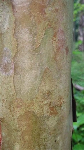 How to T Budding Tehniques #buddingexample #tbudding #entres #seedlings #graftingtechnical #okulasi #topworking #injerto #graftingfruittrees #guavagrafting #guavascion | Lombok Grafting