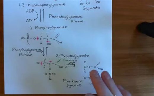 【糖代谢|糖酵解】Glycolysis Part 4