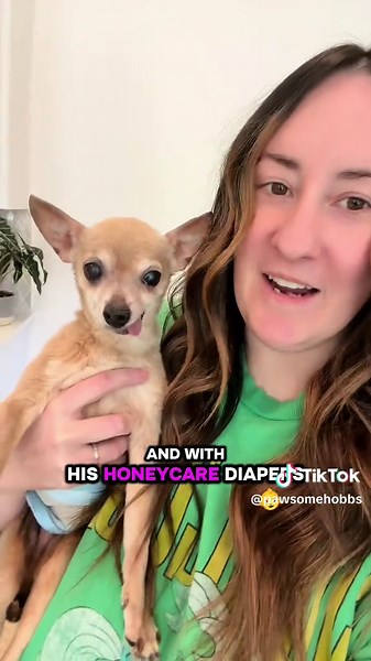 Solutions for Senior Dog Incontinence with Diapers