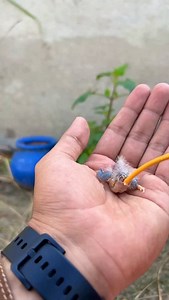 Feeding finch chicks | Birds Lover