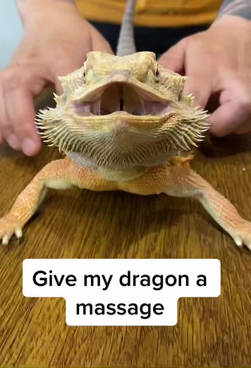 Maybe your dragon will like this #fyp #fypシ #fypage #lizards #reptile #animalsoftiktok #dinosaur #lizardlove #reptilepets #exoticreptile #reptilehouse #reptileworld #dragon #beardie #petoninstagram #scaleybaby #australia #wildlife #massage #ignature #satisfying #pet #cutepet