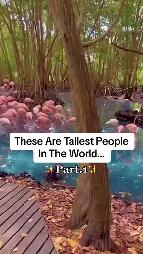 Tallest People in the World: Records & Stories
