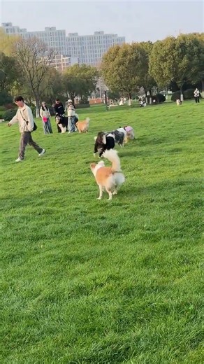 Hilarious Pets in Nature: A Musical Adventure