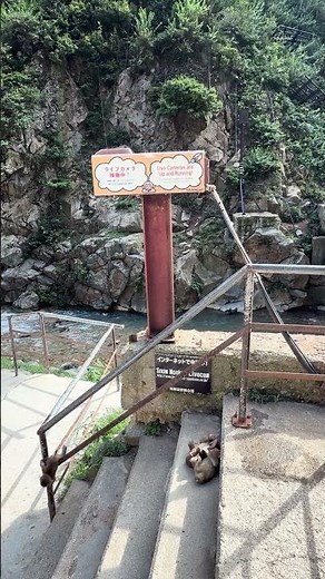 Nagano snow monkey live camera