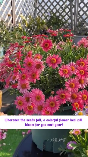 Pyrethrum Daisy – The “Mosquito Slayer”! | Amber Lynn Sysel-Lodge