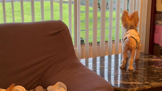 EJ is doing neighbor watch and Miss Sarah could care less, she rather nap 😂 | Twinki Gurl