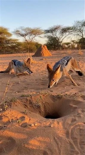Deadly Jackal Hunting Rabbit ⚠️ | Brutal Reality of Wildlife Survival Caught Live