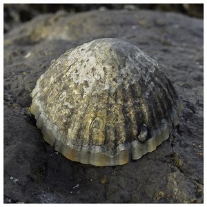 Weekly Creature Feature: Do you know what this animal is? | Dolphin Research