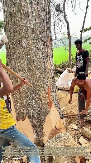 Chopping Timber: How Manual Ax Work Prepares Wood for Farm and Household Use