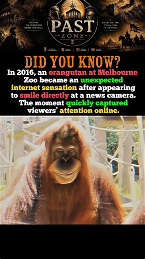 The Orangutan Who Went Viral With One Creepy Smile#shorts #history
