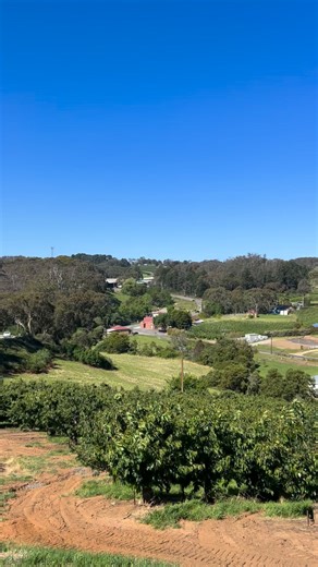 Our Merchant cherries are finally showing some proper colour. The wait is not over yet but cherry season is sight. Hang tight for another update tomorrow night. | That Cherry Guy