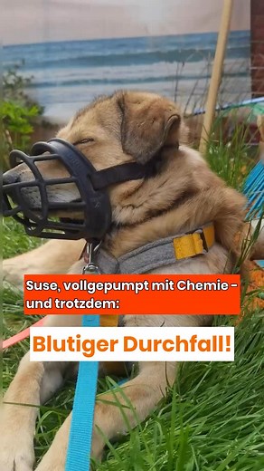 Suse ist eine Angsthündin. Stress, neue Umgebungen, fremde Geräusche – all das schlägt ihr sofort auf den Magen. Als sie zu uns kam, war sie vollgepumpt mit Medikamenten. Trotzdem: blutiger Durchfall, schwach, verunsichert, kaum Appetit. Viele kennen das – Angsthunde reagieren empfindlich. Aber wenn Durchfall immer wiederkommt, steckt oft mehr dahinter. Bei Suse waren es Giardien. Und die haben all der Chemie einfach getrotzt. Erst als ich ganzheitlich hingeschaut habe, kam die Wende. Kein neues