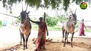 3.2M views · 159K reactions | hallikar breed in kannada ramanagara | Hallikar cows | Hallikar stud bulls ಹಳ್ಳಿಕಾರ್ ನಲ್ಲೂ 100% ಲಾಭ #krushiparichaya #hallikar_cows #hallikarstudbulls #hallikarbreedramanagara | Krushi Parichaya | Facebook
