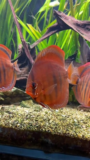My red ica discus fish🐠✨🌿 #discus #fish #breeding #tank #aquarium #line #fishtank