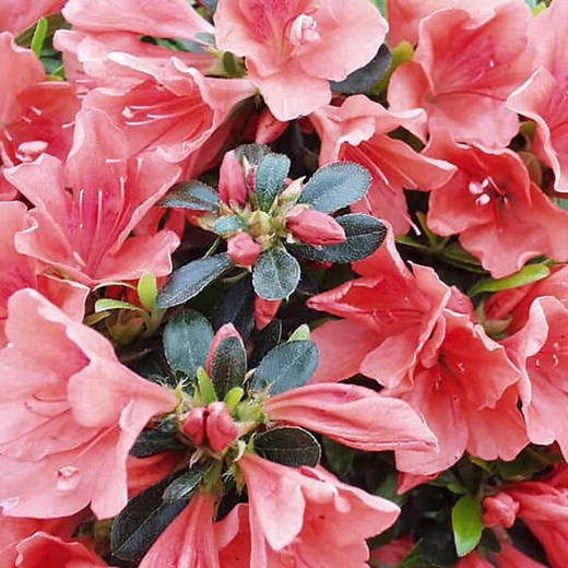 'Pink Cascade' Evergreen Azalea - Grown By Overdevest