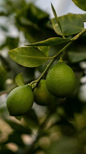 Our vacuum seeder makes starting seeds a lot quicker. | The Local Harvest Market