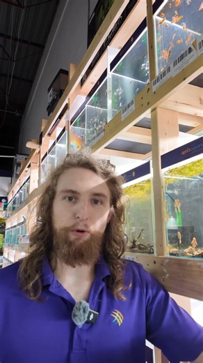 Check out our beautiful algae eaters: L144 Longfin Lemon Blue Eye Bristlenose Pleco (Ancistrus sp. L144): https://yourlocalfishstore.com/products/l144-longfin-lemon-blue-eye-bushynose-pleco-ancistrus-sp-l144 Super Red Long Fin Bristlenose Pleco: https://yourlocalfishstore.com/products/super-red-long-fin-bristlenose-pleco | April's Aquarium