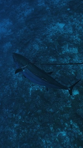 Epic stone shot on a dogtooth tuna in Fiji! | David Ochoa