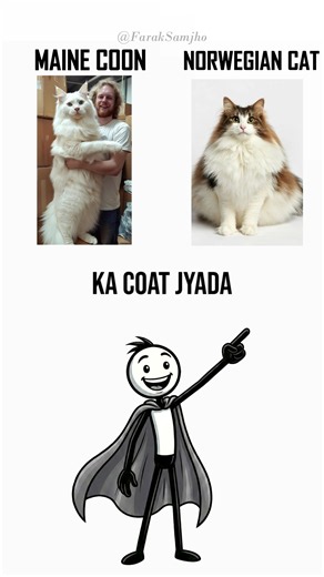 different types of cats. #cat #catshorts