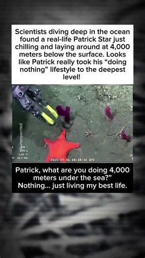 Patrick Star have you seen SpongeBob down there?