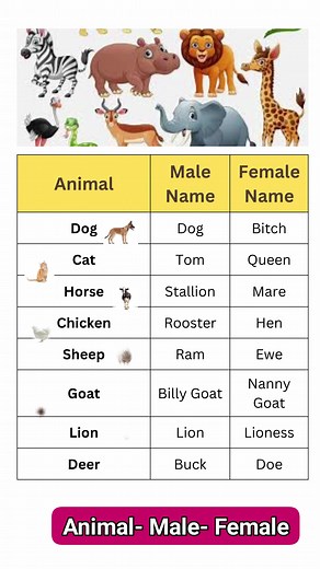 52K views · 162 reactions | Learn the male and female names of common animals!  #EnglishLesson #LearnEnglish #EnglishVocabulary #EnglishForBeginners #AnimalNames #MaleAndFemale #EnglishStudy #SpokenEnglish #EnglishLearning #EnglishTips #StudyEnglish #EnglishReels #EducationalReels #hilightseveryonefollowers2025 #englishexplorer | English Explorer | Facebook