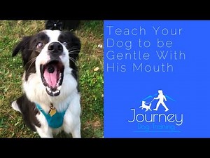 Stop Your Dog's Mouthing and Nipping - Teach Him to be GENTLE with his Mouth