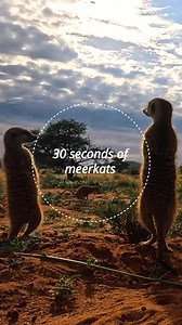 Meerkats have captured the hearts of people around the world. Their remarkable adaptations, social behavior, and undeniable cuteness make them one of Africa's most beloved animals. 💚 Did you know that standing upright on their hind legs is called “sentry duty”? They do this to better scan their surroundings for predators over tall grasses and to warm up in the morning by exposing their bellies to the sun. A group of meerkats is called a mob, gang, or clan. Let’s learn more about them: 💧 They r