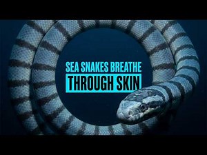 How Sea Snakes Can Stay Underwater For Hours Without Breathing
