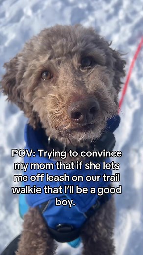 #dog #winter #walk #trail