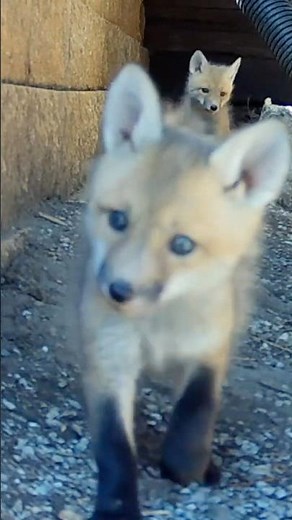 Baby Foxes Going By