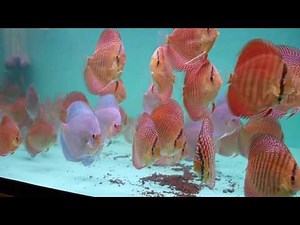 Some impressions from 6-7 month old discus in my second plant.