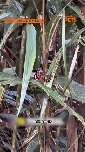 21 reactions | 曆 Just spotted a super rare butterfly in the wild! Moments like these make all the patience worth it. ✨ #RareButterfly #ButterflyWatching #NatureLovers #WildlifePhotography #InsectPhotography #NatureVibes #ButterflySpotting #WildlifeEncounters #NatureIsBeautiful #EcoAdventures | Pawsome Pets | Facebook