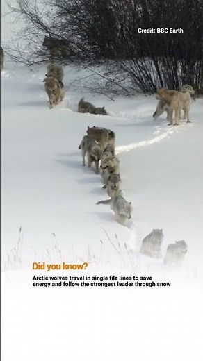 Why Arctic Wolves Walk in a Perfect Line #wildlife #arcticwolf