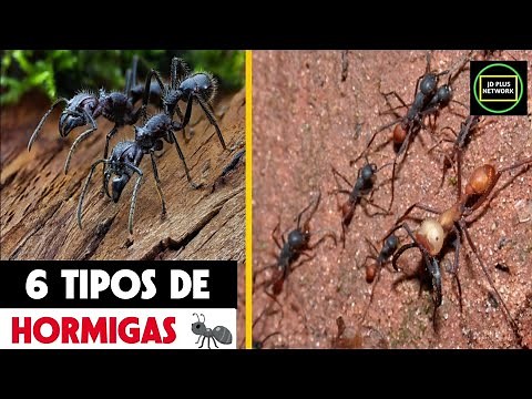 🐜6 Types of Ants 🐜🍄 Species of Ants 🐜🌿