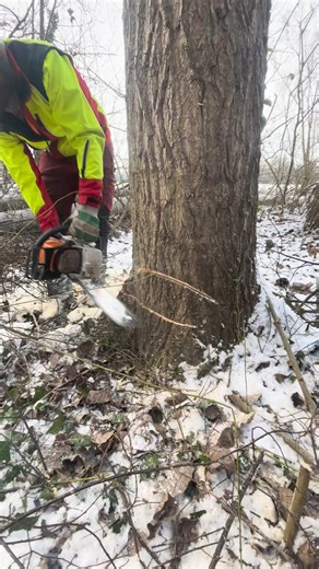 3.6K views · 42 reactions | Felling a poplar tree with Stihl ms 462 c easy to cutting | Damian Keith | Facebook