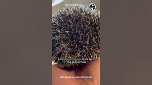Spiky Wonders: Hedgehog Harmony in the Wild #shorts #hadgehog