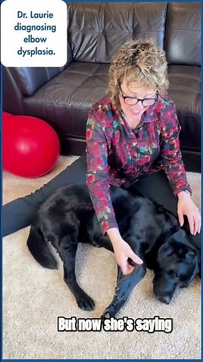 Dr Laurie Diagnosing Elbow Dysplasia