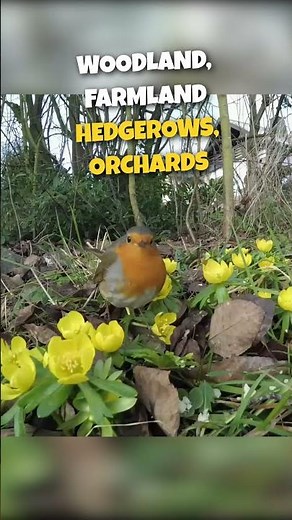 EUROPEAN ROBIN Did You Know?