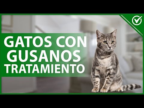 🐱​ ¿Qué TRATAMIENTO deben seguir los gatos con GUSANOS? - Parásitos intestinales 🐱​